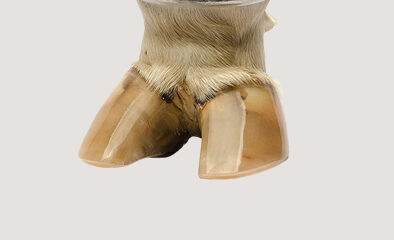 Mate "Pata de  Vaca". MAT 01